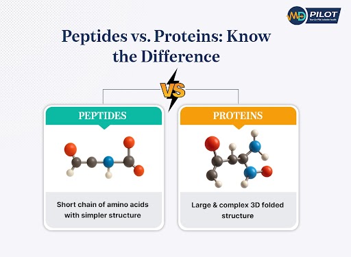 Peptides are short amino acid chains, while proteins are larger with complex folded structures.